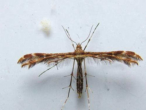Réf. 256 381 : Oxyptilus sp.